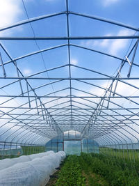 Plants growing in greenhouse 