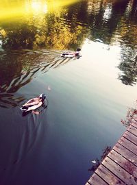 High angle view of ducks swimming on lake