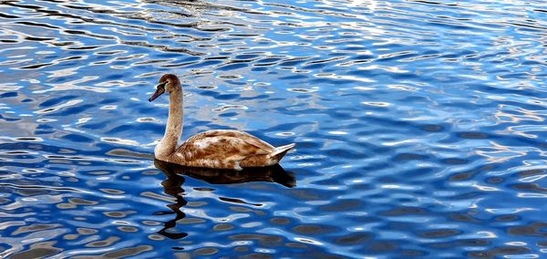 High angle view of duck swimming in lake