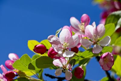 Close-up of pink cherry blossom