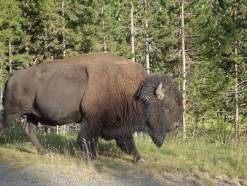 View of an animal on field