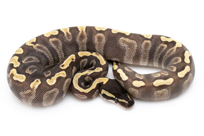 Close-up of snake against white background