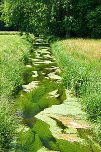 Scenic view of grassy field