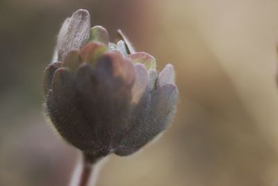 Close-up of purple flower buds