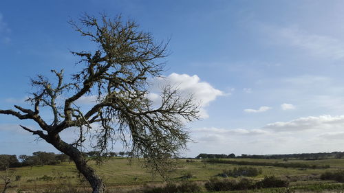 Trees on field against cloudy sky