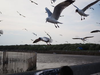 Seagulls flying in the sky