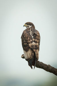 Tawny eagle on dead branch turning head