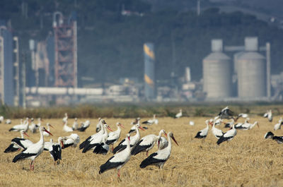 Flock of birds flying