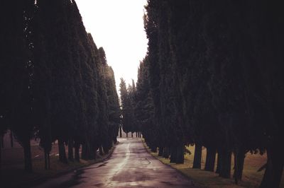 Walkway amidst trees against sky