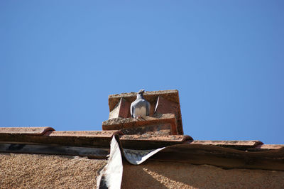 Low angle view of seagull on roof against clear blue sky