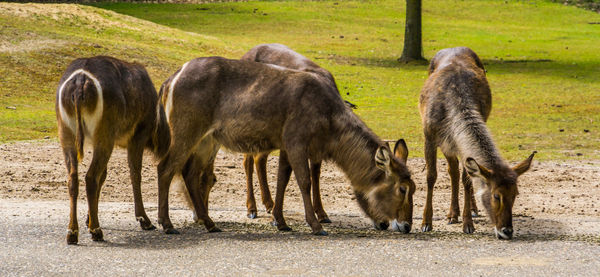 Horses grazing in a field