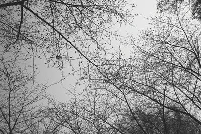 Low angle view of bare tree against sky