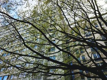 Low angle view of flower tree against sky