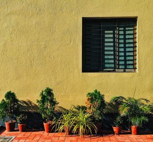 Potted plant against building