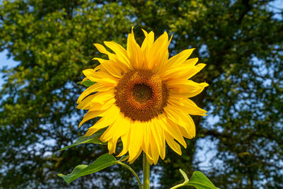 Low angle view of sunflower on tree