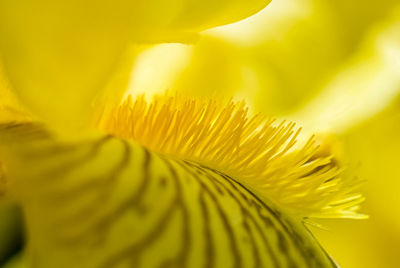 Close-up of yellow flowering plant iris 