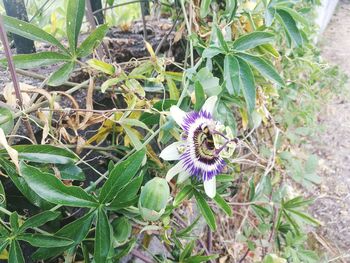 High angle view of flowers blooming outdoors