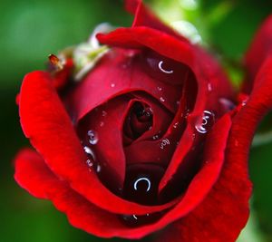 Close-up of red flower against blurred background