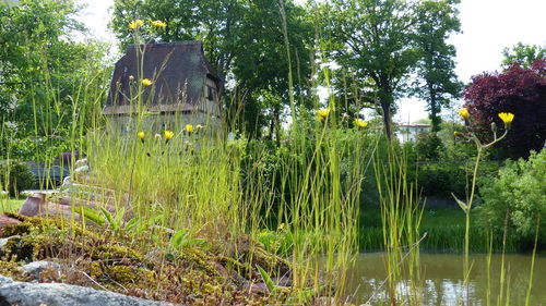 Plants and trees reflecting in water