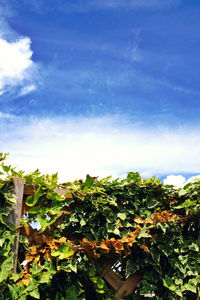 Low angle view of plants against sky