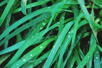 Close-up of wet grass