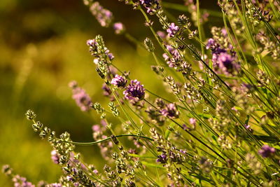 Close-up of purple flowers