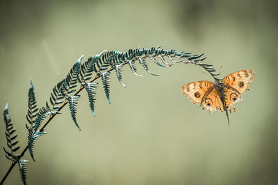 Close-up of butterfly on plant