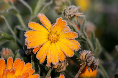 Close-up of orange flowering plant