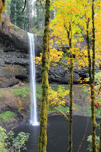 Waterfall in forest