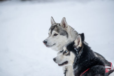 Sled dogs of the siberian husky breed in harness