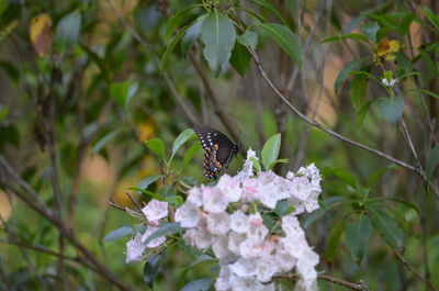 Close-up of butterfly pollinating on flower