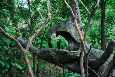 Bird perching on a tree