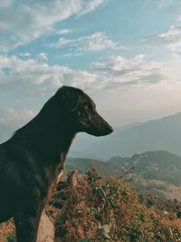 View of a dog looking away