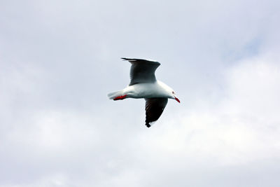 Low angle view of seagull flying