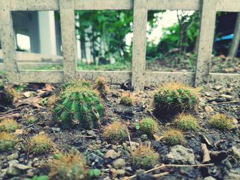 Close-up of cactus growing on field