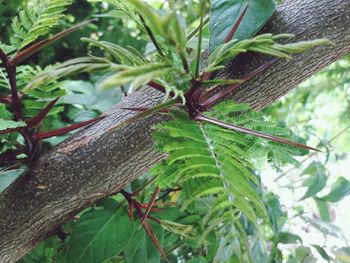 Close-up of a plant on tree