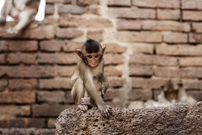 Monkey sitting on wall
