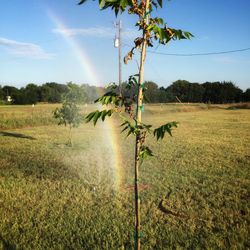 Plant growing on field against sky