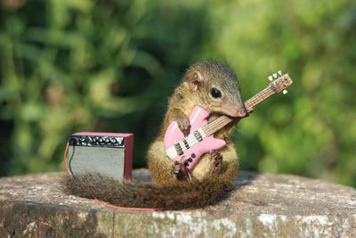 Close-up of squirrel