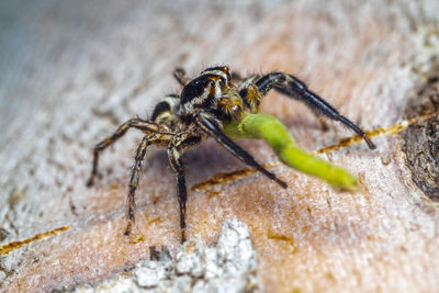 A beautiful macro-photo of  a jumping spider feeding on a green caterpillar