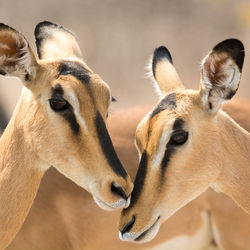 Close-up of impalas