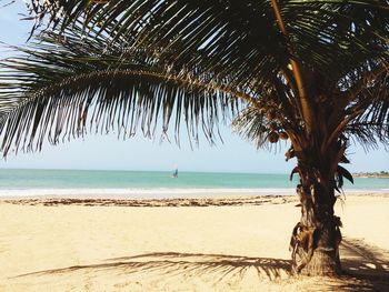 Palm trees on beach