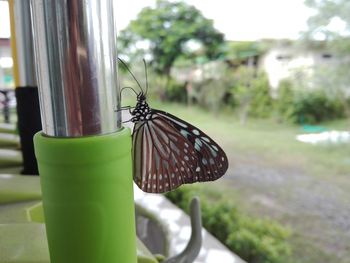 Close-up of butterfly on window