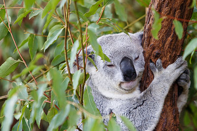 Koala in the tree, australia