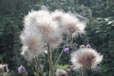 Close-up of dandelion flower