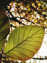 Close-up of leaf on branch