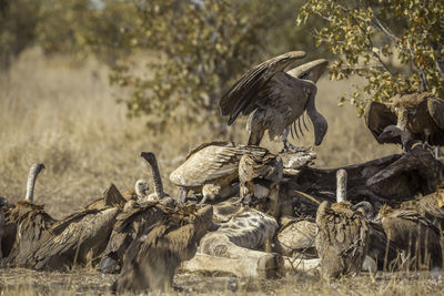 Flock of vultures scavenging on a field