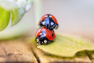 Close-up of ladybugs on leaf