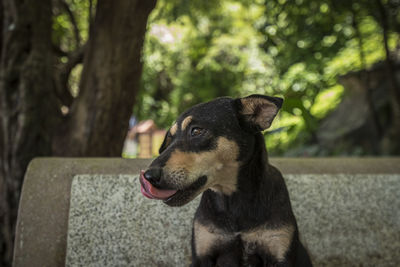 Close-up of dog on tree