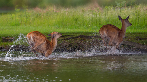 Deer in a lake